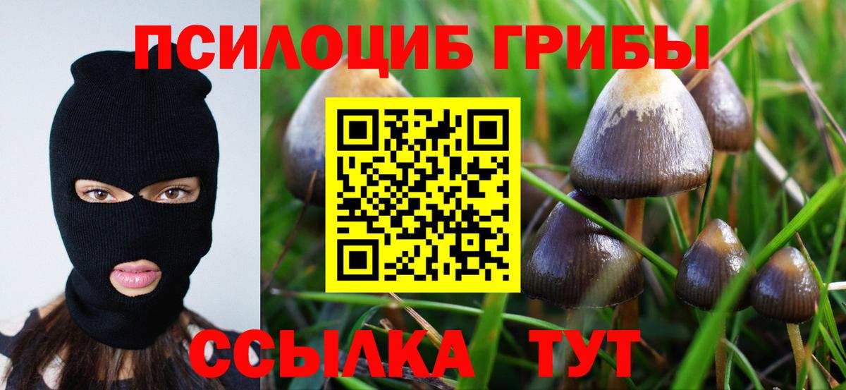 купить наркотики сайты  Вход с VPN  Бугульма  Псилоцибиновые грибы прущие грибы  Псилоцибиновые грибы Cubensis 